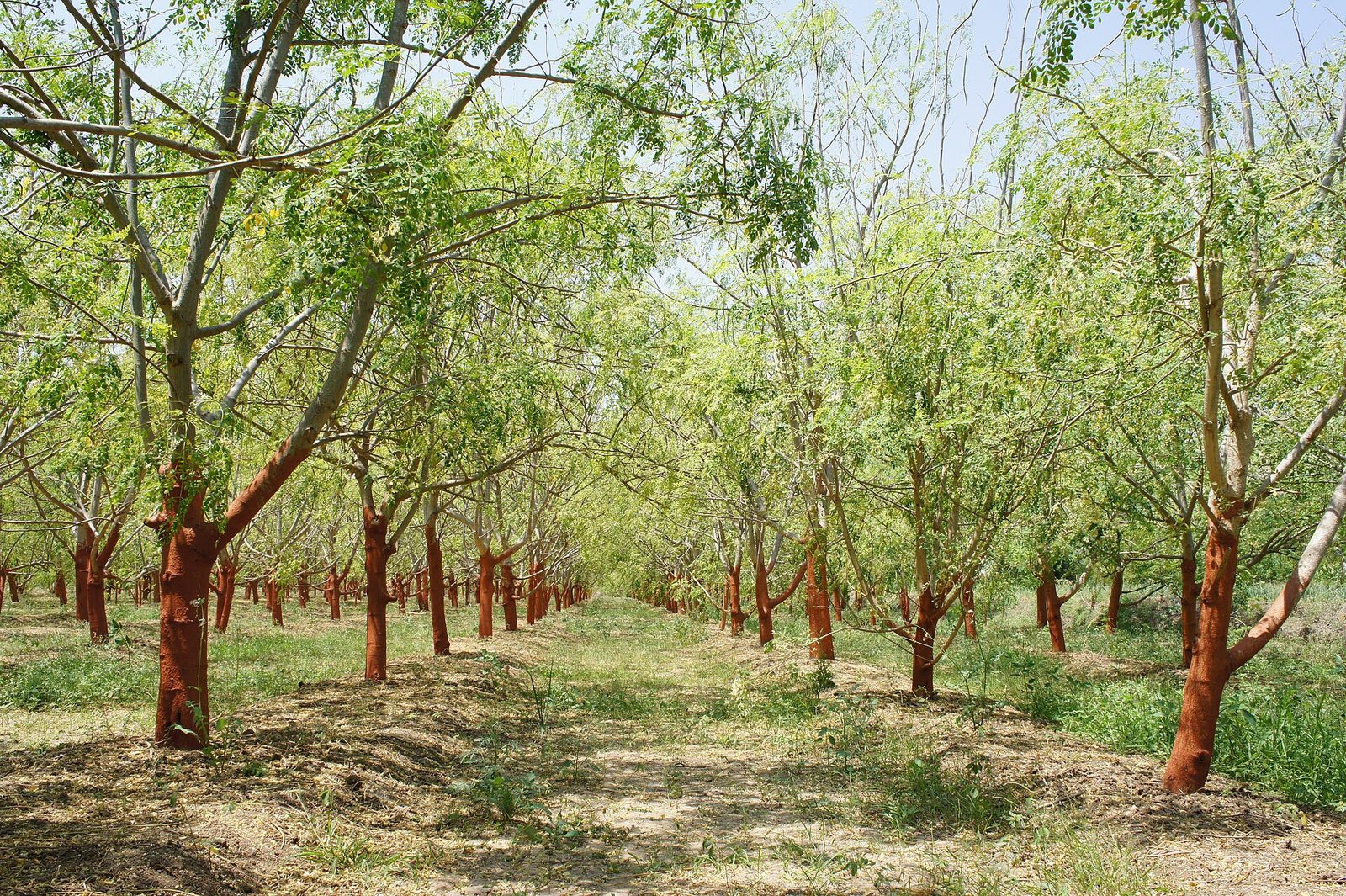 MORINGA, fotografía real de referencia