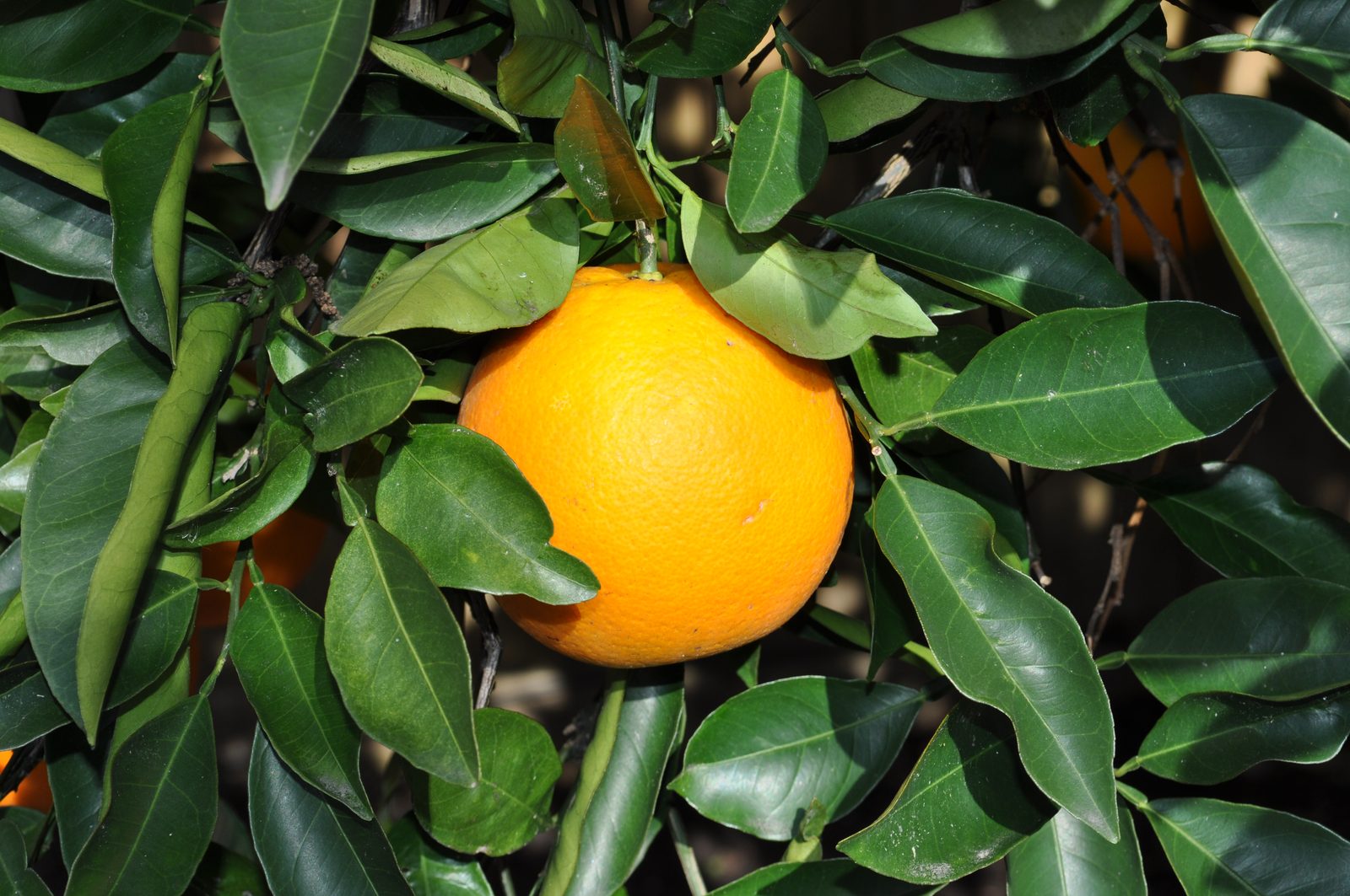 NARANJA IAPAR 73, fotografía real de referencia