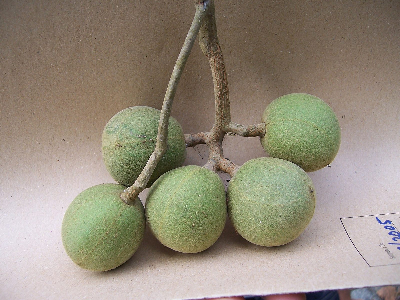 NUEZ DE LA INDIA ALEURITES MOLOCCANUS, fotografía real de referencia