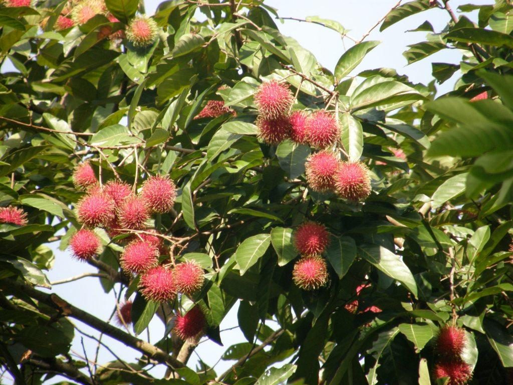 RAMBUTAN, fotografía real de referencia
