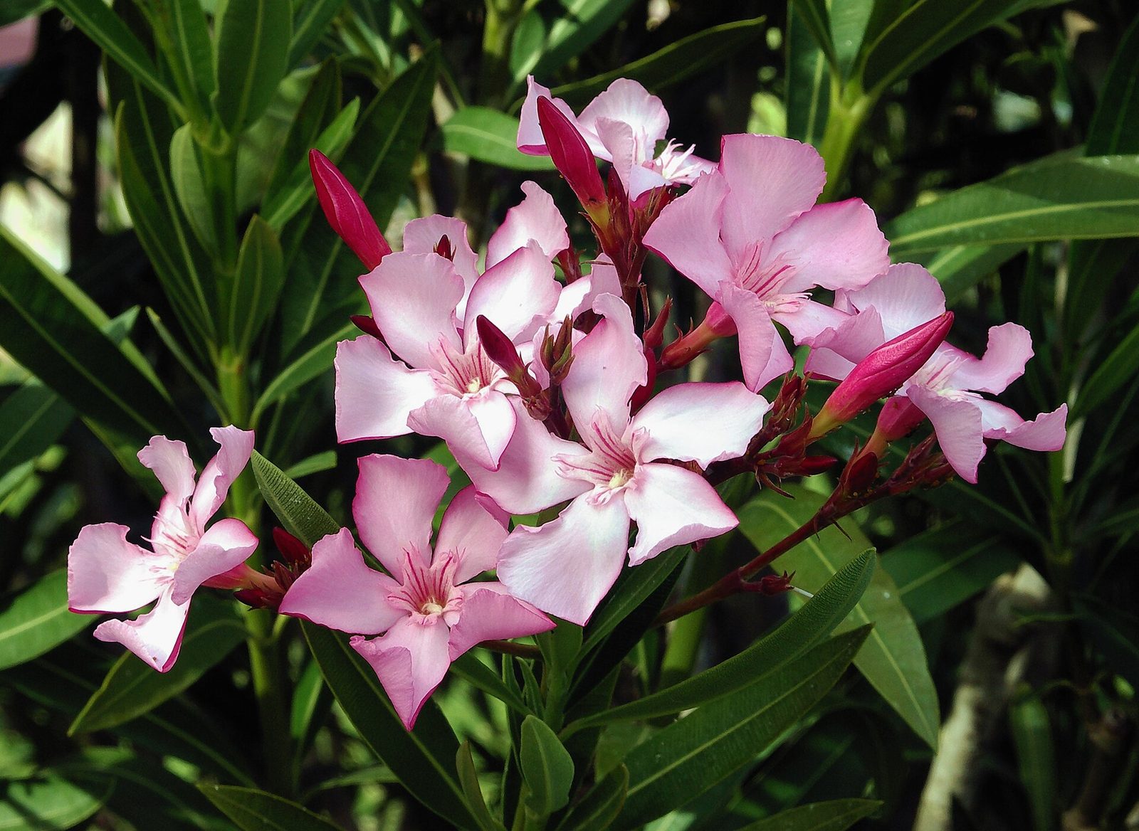 ROSA LAUREL, fotografía real de referencia