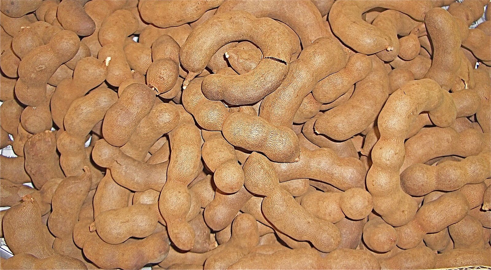 TAMARINDO, fotografía real de referencia