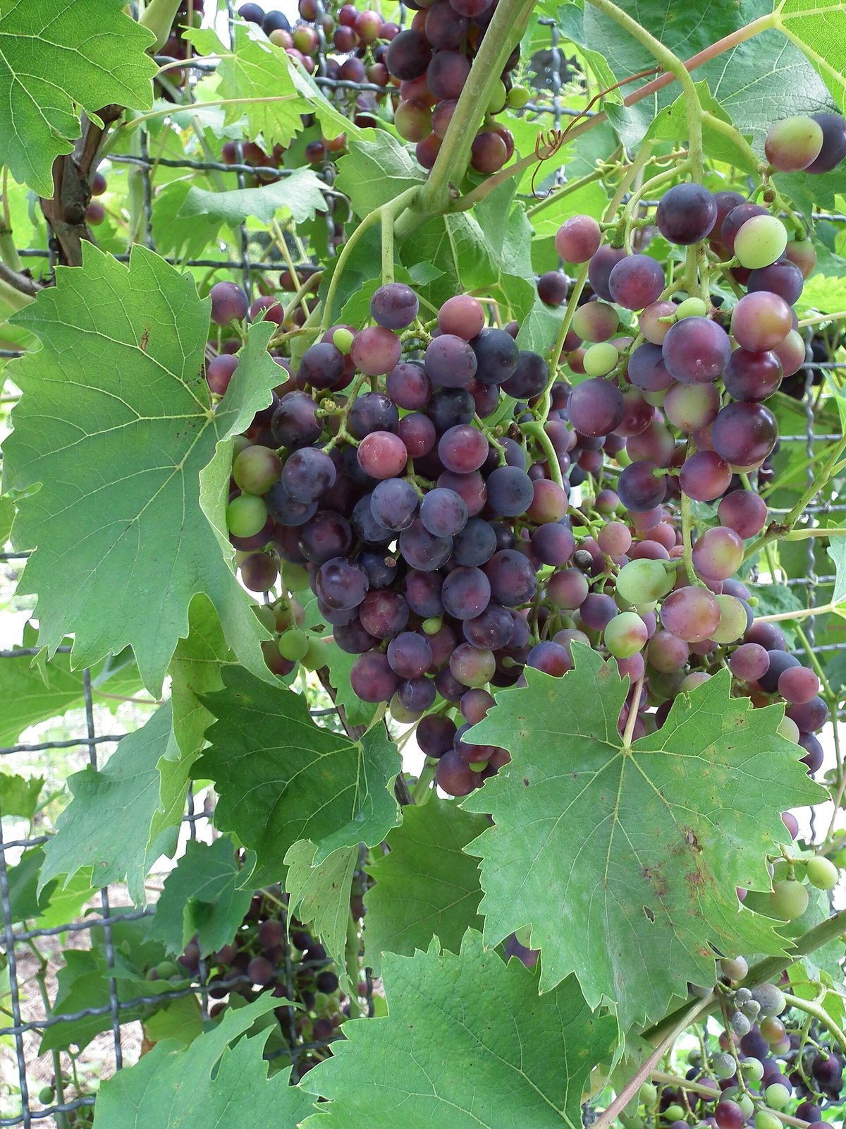 UVA MOSCATO, fotografía real de referencia