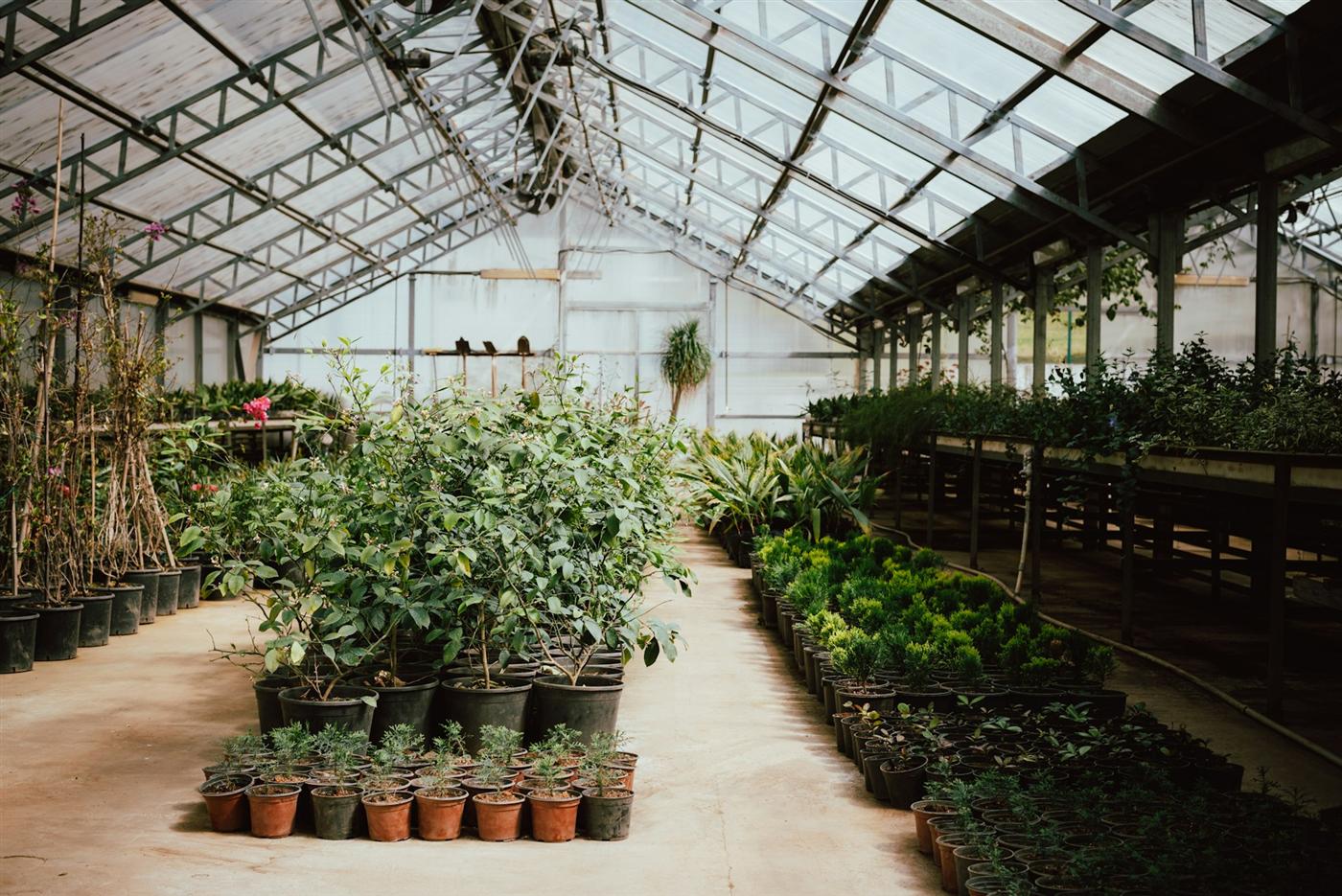 Fotografía externa de referencia de un vivero; no es el vivero de Pomelero