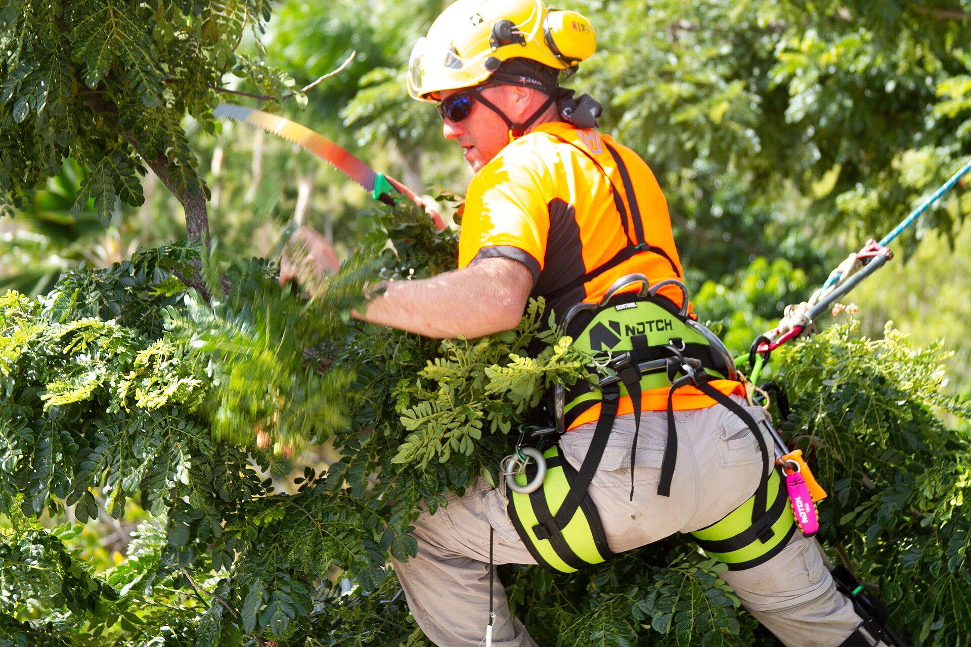 Profesional realizando poda en altura sobre un árbol